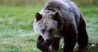 Grizzly bear kills mountain biker near Montana's Glacier National Park