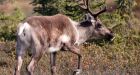 Wildlife conservationists urge Alberta to abandon proposed caribou restoration plan