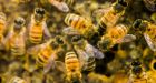 B.C. bee industry abuzz in big bucks