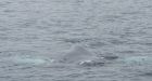 Tangled whale swam to N.S. waterfront looking for help, rescuer says