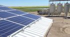 Net-zero egg barn with solar energy opens in Alberta