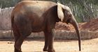 Zoo elephant throws stone at visitors, killing girl, 7