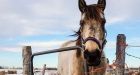 Horses can use symbols to talk to us