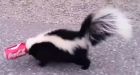 Good Samaritan Frees Adorable Skunk From Coke Can Hell